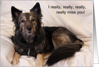 Really Miss You Card--Sad Dog card