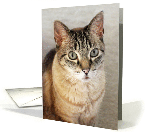 Attentive Tabby Cat Blank Note card (1147696)