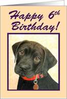 Happy 6th Birthday Special Girl!--Black Labrador Puppy Card