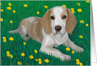 Beagle in a green field with dandelions--Blank note card