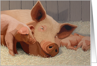 Mother pig and piglets on straw bed--Blank note card