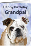 Happy Birthday Grandpa!--Adorable English Bulldog card