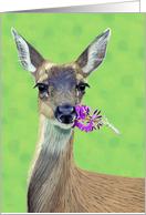 Black-Tailed Doe Eating Flowers--Blank Note card