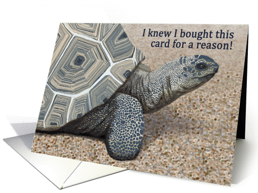 Tortoise--I knew I bought this card for a reason belated birthday card