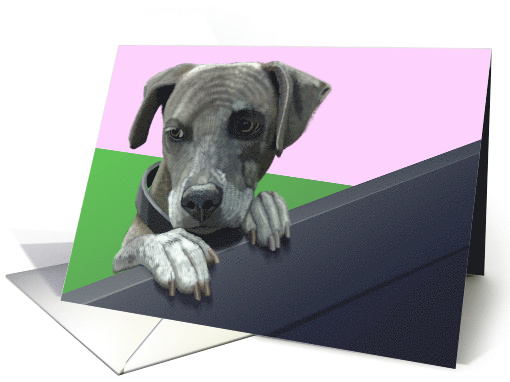 Pitbull Puppy--Blank Note card (1511100)