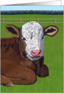 Brown and White Calf--Blank Note card