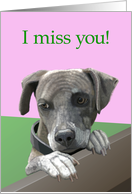 I Miss You--Sad Puppy Looking Over Fence card