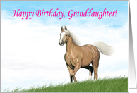 Cloud Palomino Birthday Card for Granddaughter card