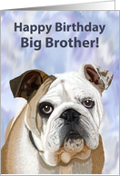 English Bulldog Puppy Birthday Card for Big Brother card