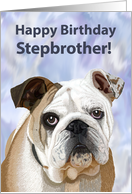 English Bulldog Puppy Birthday Card for Stepbrother card