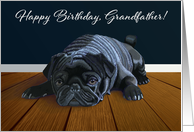 Black Pug Waiting for Playtime--Grandfather Birthday card
