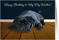 Black Pug Waiting for Playtime--Dog Walker Birthday card