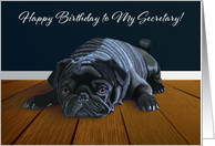 Black Pug Waiting for Playtime--Secretary Birthday card