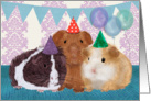 Guinea Pigs in Birthday Hats - Birthday Card