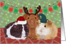 Cute Guinea Pig Christmas Card