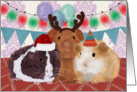 Guinea Pig Happy Birthday on Christmas Card