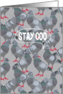 Stay Coo (Stay Cool) City Pigeon, Friendship card