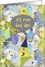 It’s Your Bird Day (Birthday) card