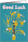 from All of Us Spider Monkeys Funny Good Luck card