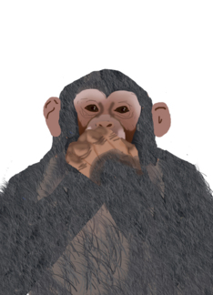 Chimpanzee Speak no...