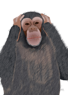 Chimpanzee, Hear no Evil, Ear Tube Surgery, Get Well Soon, Feel Better