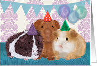 Guinea Pigs in...