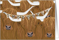 Scottish Highland Cow Herd, We’ve all Been Thinking of You card