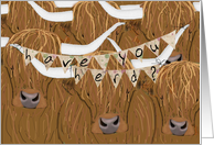 Announcement with Scottish Highland Cows card