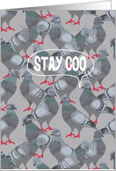 Stay Coo (Stay Cool) City Pigeon, Blank Note Card