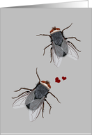 Funny Fly Anniversary Card for Spouse card
