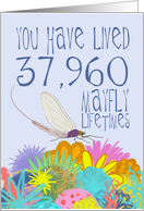 Mayfly 104th Birthday card