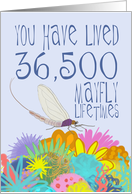 Mayfly 100th Birthday card