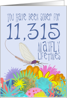 31st Birthday of Addiction Recovery, in Mayfly Years card