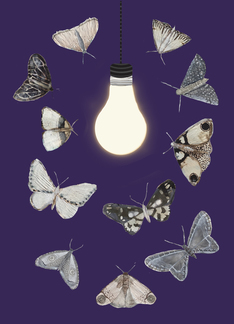 Moths to a Lightbulb...