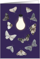 Moths to a Lightbulb...