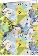Budgie Parakeets Blank Note card