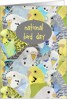 Birthday on National Bird Day, January 5th card