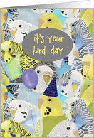 It’s Your Bird Day (Birthday) card