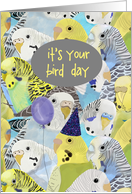 It's Your Bird Day ...