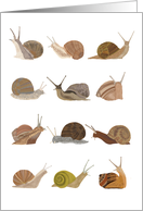 Illustrated Snails card