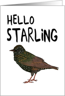 Hello Starling (Darling) card