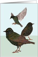 Starlings Blank Any Occasion card