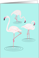 Flamingos in Water Blank Note Card