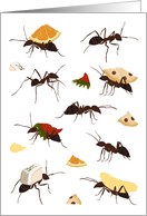 Ants Carrying Food Blank Note card