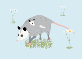 Opossum Mother's Day...