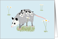 Opossum Carrying Joeys Thank You Teacher card