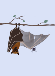 Bat and Spider Thank...