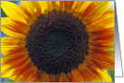 Sunflower Bright Beautiful Cheerful card