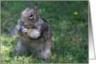 Lunch Invite With Cute Squirrel Eating a Blueberry card