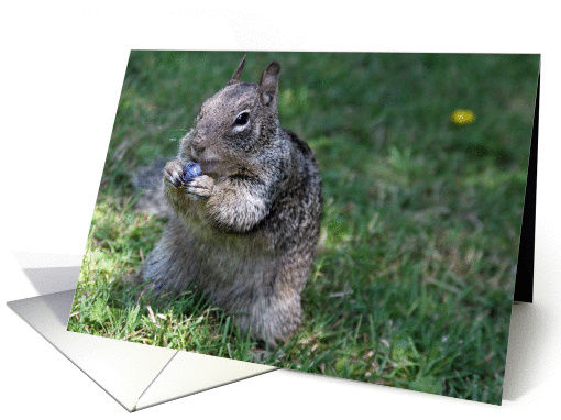 Lunch Invite With Cute Squirrel Eating a Blueberry card (974127)